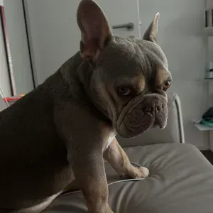 Looking for a dog sitter on the 29th Nov 