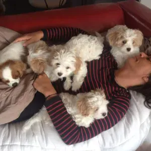 Garde de chiens de tous gabarits aux Sanguinaires