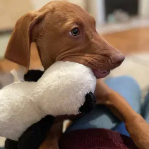 Experienced nanny/babysitter in Neuilly