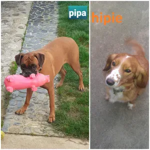 Garde de Chiens (Familiale)