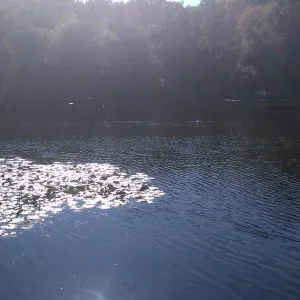 Emploi de Petsitter Chaville