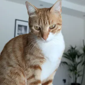 Host my cat 🐈Timmy in your home 