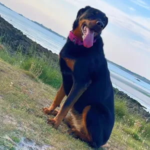 Femme de ménage sur Landivisiau