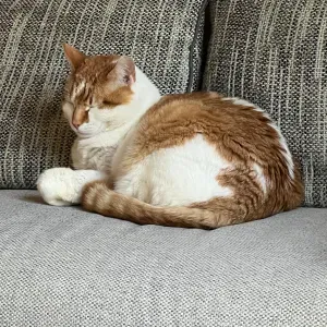 Offre d'emploi pour un(e) petsitter à Saint-Germain-du-Puch