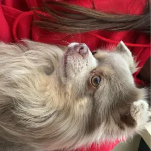 Pet-sitter à Bessan !! (Dans le sud)