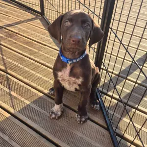 Je cherche un(e) petsitter près de chez moi