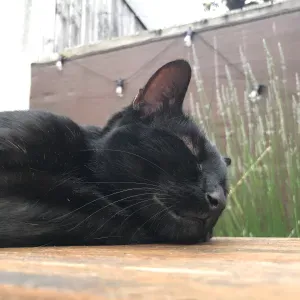 Garde de mon chat Naboo pendant 4 jours 