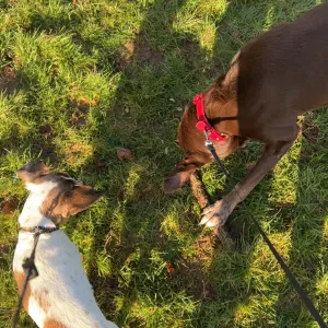 Pet sitting or walking in the Sidmouth area and around