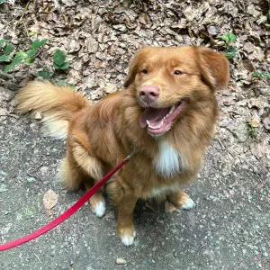 À la recherche d'un pet sitter 