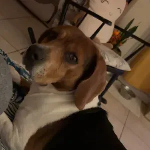 Cherche aide ménagère 1h à 1h30/semaine 