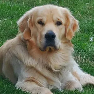 Recherche femme de ménage