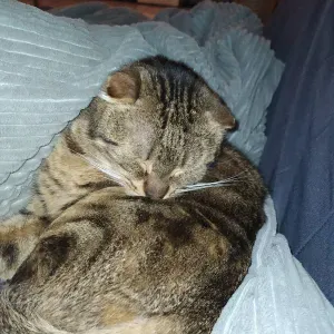 Offre d'emploi pour un(e) dame de compagnie à Jouy-en-Josas