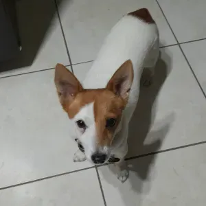 Pet-sitter à Toulouse et Montaudran 