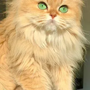 Garde enfants à domicile avec expérience 