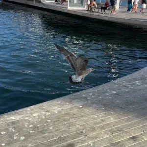 Baby-sitter expérimentée à Paris 