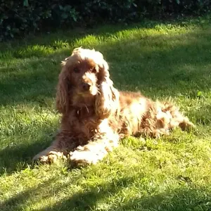 Garde, promenade d'animaux