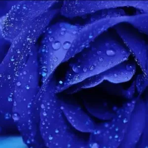 Offre d'emploi pour un(e) dame de compagnie à Charleval