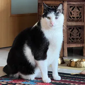 Cat Sitting com presença  / Odivelas e Lisboa