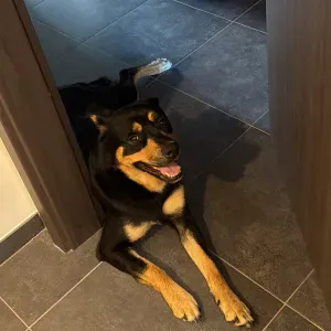 Recherche dogsitter 