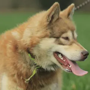 Pet-Sitter à Camors et alentours 🐾