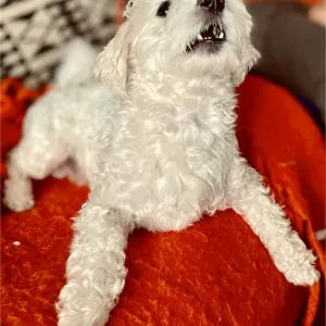 À la recherche d'un promeneur