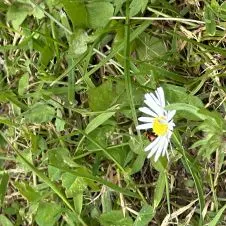 étudiante sage-femme expérimentée 