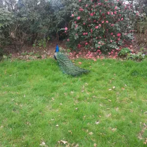 Bonjour je suis une femme sérieuse et de confiance exprimé