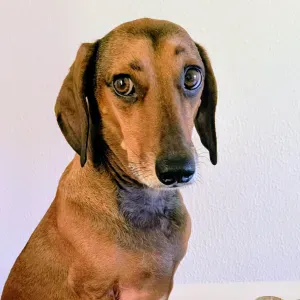 Vaga para Petsitter em Lousã