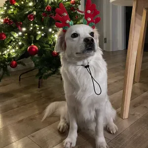 Ieskau suniui aukles Kaune