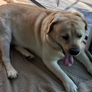 Procuro petsitter para Labrador