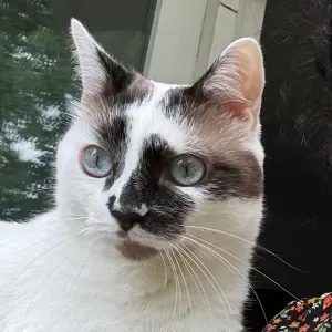 À la recherche d'un Pet-sitter