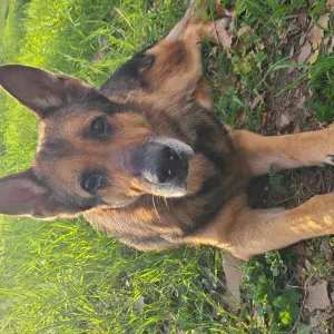 POUR UN BERGER ALLEMAND AGE