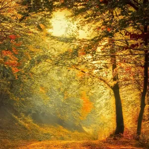 Poste pour un(e) dog-sitter - Petsitter à Chaumousey