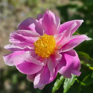 Aide ménagère a domicile secteur provins chailly rebais