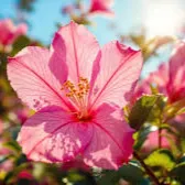 Auxiliaire de vie diplômée (Titre Pro)