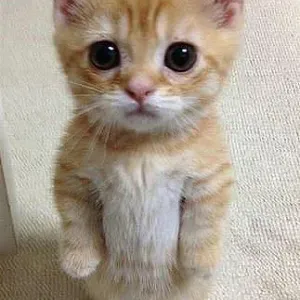 Pet-Sitter a Barenton 