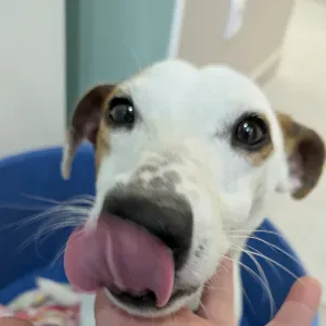 A la recherche d'un pet sister 