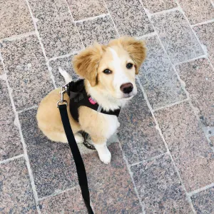 Need someone to take care of a puppy on the weekend