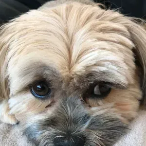 Looking for a sitter for our two dogs Milo and Poppy