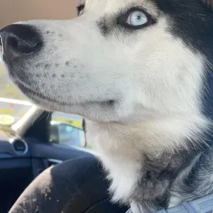 Asistenta hogar,сuidado mayores y perros