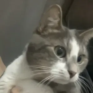 Pet-sitter à Lyon. Gardes et balades pour vos animaux