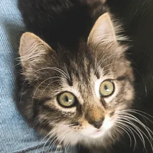 Moi c'est Louna et je suis pet sitter !
