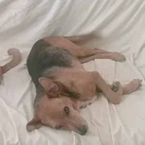 Pet sitting porto Sant' Elpidio e dintorni