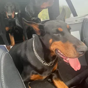 Poste de femme de ménage à Dour