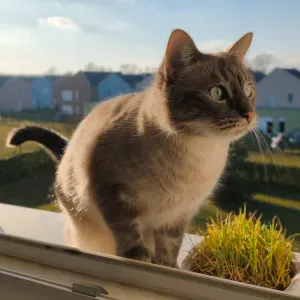 Je cherche un(e) petsitter près de chez moi