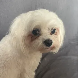 Opieka nad zwierzakami petsitter