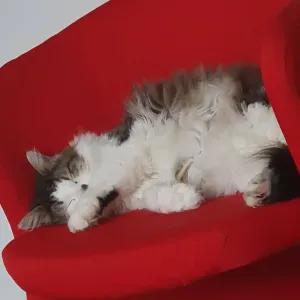 Je cherche un(e) petsitter
