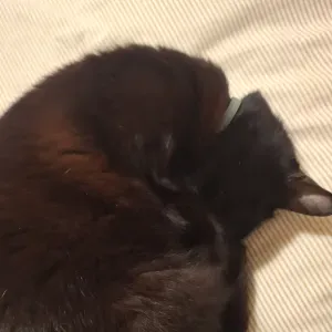 Procura-se limpeza domestica em Valongo 