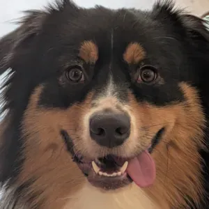 Garde Berger Australien 14 mois (mâle castré)