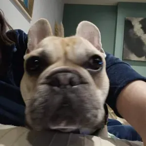 Je cherche un(e) petsitter près de chez moi